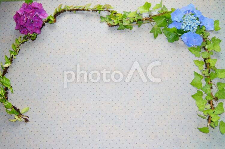 アイビーと蔦と紫陽花の背景素材１ 背景素材,紫陽花,アイビーの写真素材