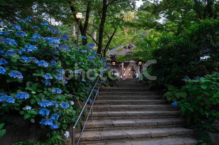 聖天堂に続く階段に咲くあじさい 紫陽花,アジサイ,あじさいの写真素材