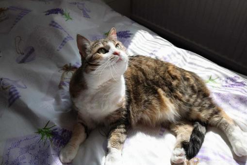 可愛いミケ ねこ,ペット,動物の写真素材