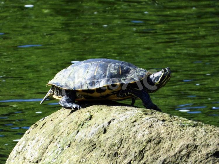 岩の上で甲羅干しをするカメ 爬虫類,カメ,川辺の写真素材