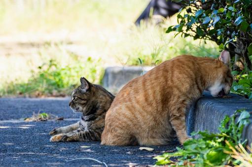 猫(239) 猫(239) 猫,食肉目,ネコ科の写真素材