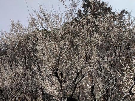 梅の花 梅の花の写真