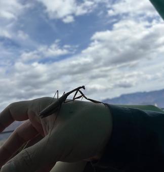カマキリ参上 カマキリ,山,空の写真素材