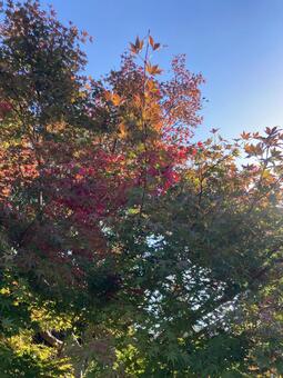 Photo, autumn leaves, maple, autumn, 