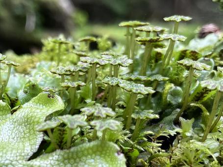A male Marchantia polymorpha seen from the side, JPG
