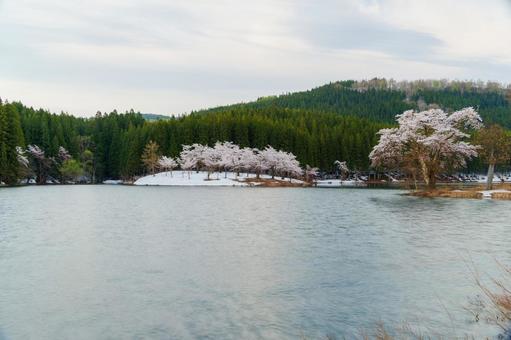 250428津南町中子の桜の写真