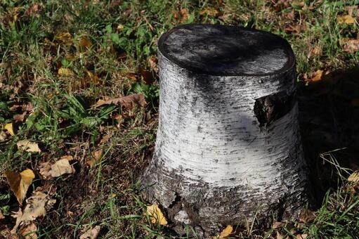 切り株 木,樹木,植物の写真素材