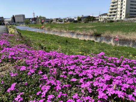 芝桜 芝桜 春,フラワー,flowerの写真素材