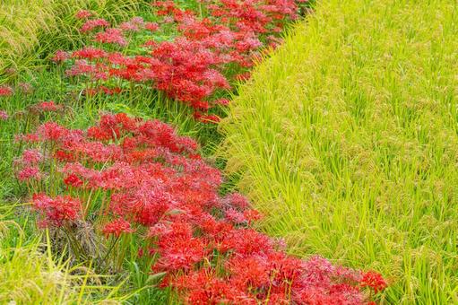 佐賀-【江里山の棚田の彼岸花】 佐賀-【江里山の棚田の彼岸花】 佐賀,江里山,棚田の写真素材
