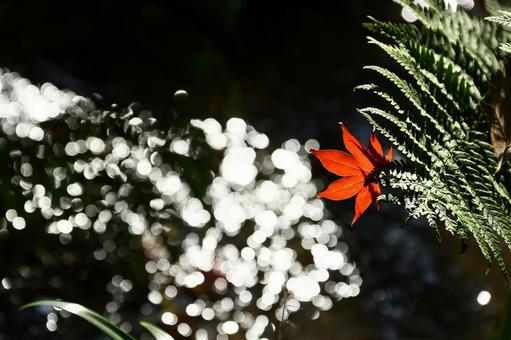 モミジひとひら モミジひとひらの写真