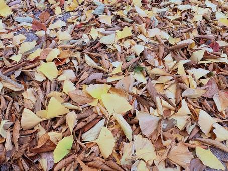 落ち葉 秋,落ち葉,紅葉の写真素材