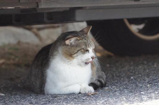 cat, JPG