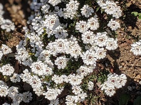 イベリス・マガリバナ イベリス・マガリバナ 草花,咲く風景,春の写真素材