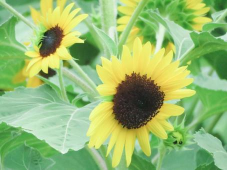 向日葵 向日葵の写真