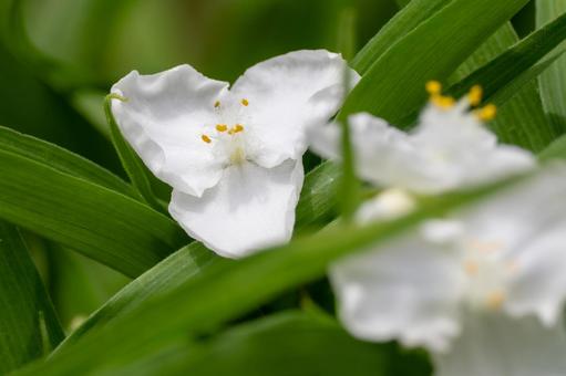 White Tradescantia ⑶, spring, flower, murasakiyukusa, JPG