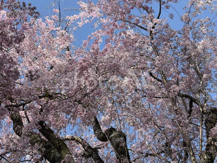 風に踊る桜 サクラ,春,花の写真素材