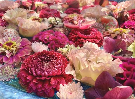 色鮮やかな花手水6 色鮮やかな花手水6 花手水,はなちょうず,手水舎の写真素材