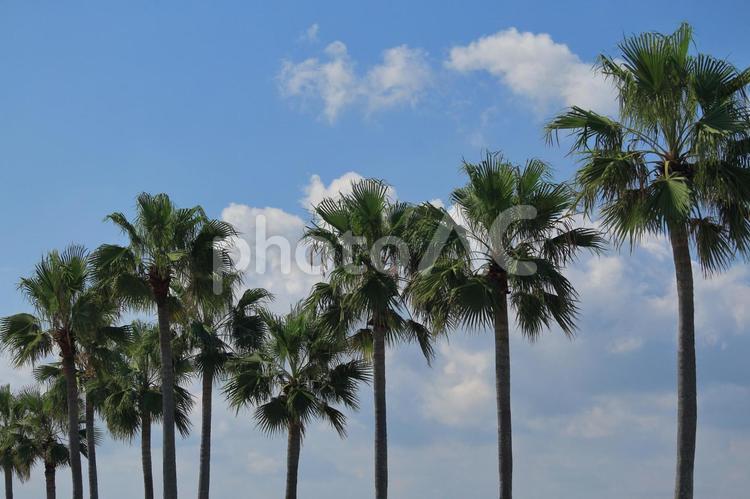 ヤシの木 ヤシの木,空,青空の写真素材