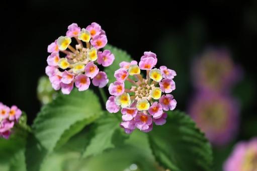 ピンクと黄色のランタナの花のアップ ピンクと黄色のランタナの花のアップの写真