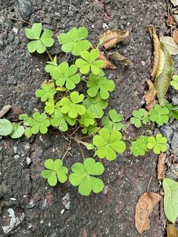 クローバーの写真