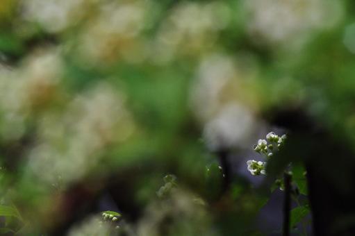 水滴 水滴の写真