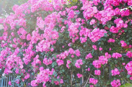 ばら184 ばら184の写真