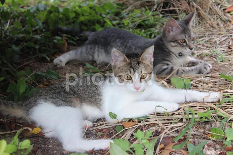 猫　寝転がっている 猫,子猫,可愛いの写真素材