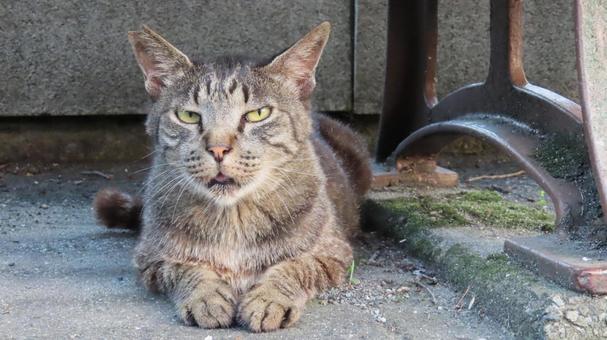 ベンチの下で夕涼みしているもふもふな猫 ベンチの下で夕涼みしているもふもふな猫の写真