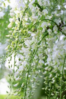 いい香りの函館五稜郭公園の藤の花 いい香りの函館五稜郭公園の藤の花の写真