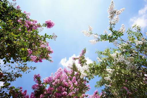 百日紅-143 百日紅-143の写真