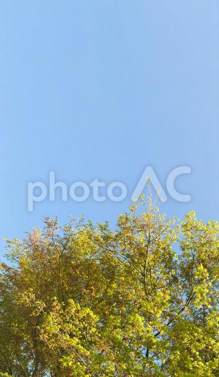 初夏の青空と新緑の木々の葉 青空,新緑,緑の写真素材