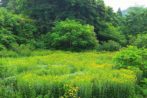 2025年7月の里山19 2025年7月の里山19 夏の花,黄色い花,野草の写真素材