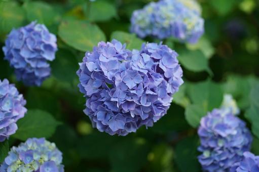 ハートの紫陽花 ハートの紫陽花の写真