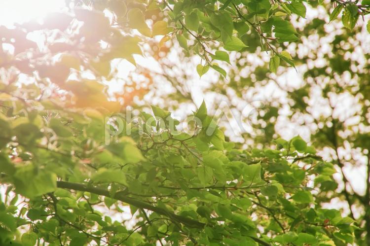 新緑の木漏れ日 葉っぱ,新緑,木漏れ日の写真素材