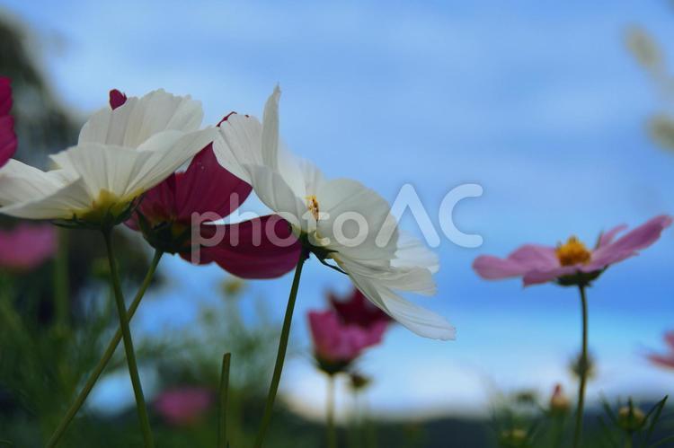 青空とコスモスのお花畑 コスモス,秋,秋桜の写真素材