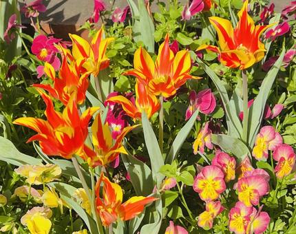 Tulips, JPG Tulips, JPG