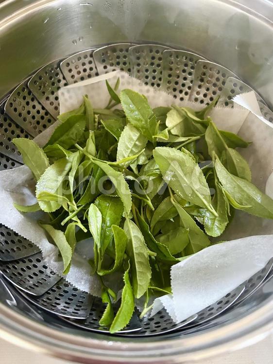 新鮮な摘みたて茶葉を蒸して新茶作り（縦） お茶,茶葉,茶摘みの写真素材