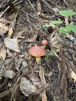 きのこ(ハナイグチ) きのこ(ハナイグチ) 茸,キノコ,きのこの写真素材