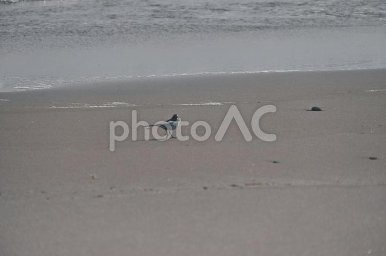 砂浜のハクセキレイ 砂浜,ハクセキレイ,海の写真素材
