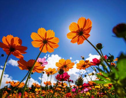 花畑から見上げた青空 花畑から見上げた青空の写真