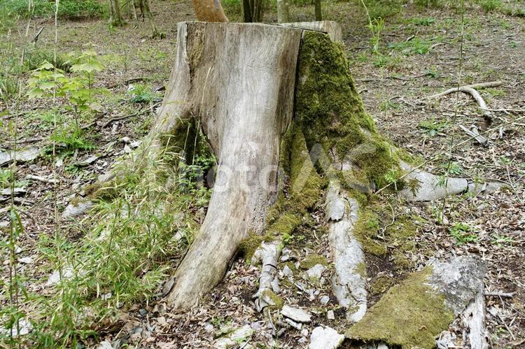 苔の生えた木の切り株 切り株,切株,木の写真素材