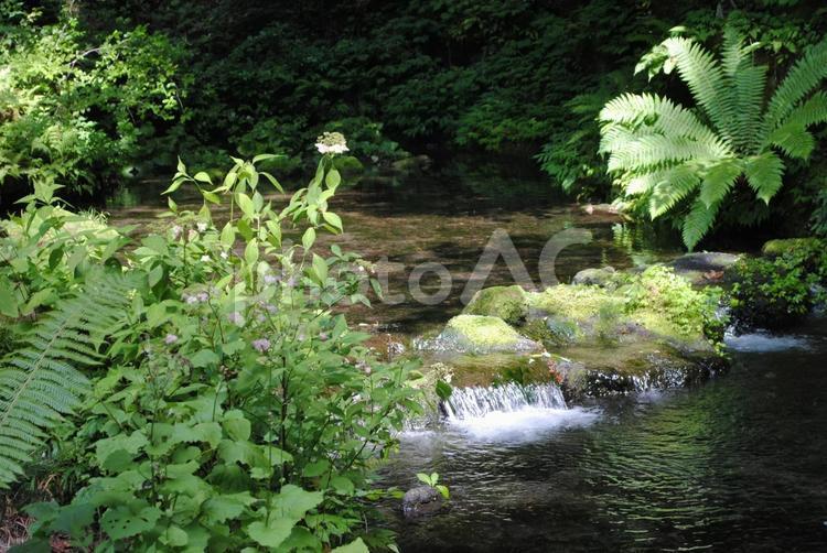 軽井沢御前水 軽井沢,長野県,湧水の写真素材