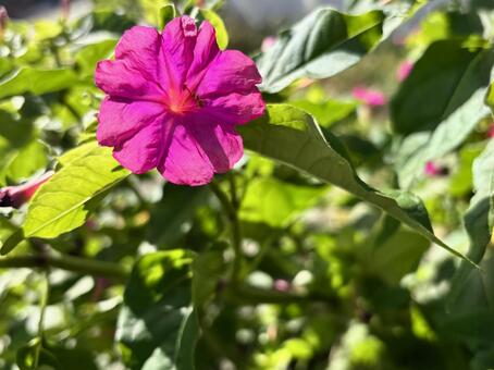 日差しを浴びるピンクのオシロイバナの花﻿ オシロイバナ,白粉花,花の写真素材