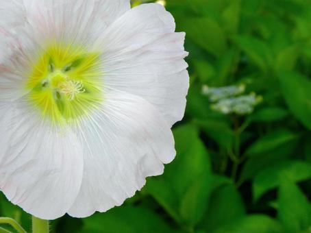 Hollyhock Flowers 04, JPG Hollyhock Flowers 04, JPG