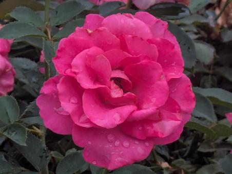 薔薇 薔薇 薔薇,春,秋の写真素材