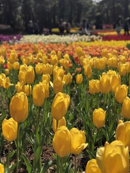 春の日差しに咲く黄色いチューリップ チューリップ,黄色の花,花畑の写真素材