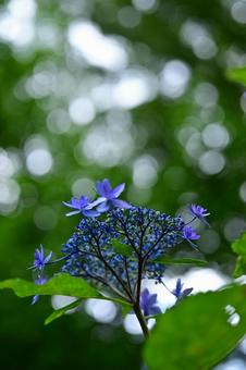 Blooming softly in the sunlight filtering through the trees, hydrangea, hydrangea, hydrangea, JPG