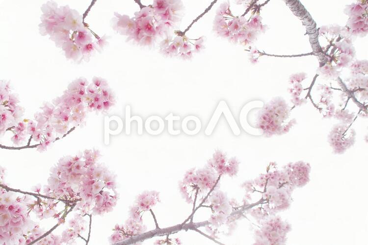 さくら 4月,さくら,サクラの写真素材