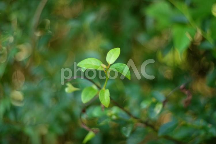 いつも見ているクロモジ君、鹿の被害で新芽 クロモジ,クロモジの新芽,黄緑の写真素材