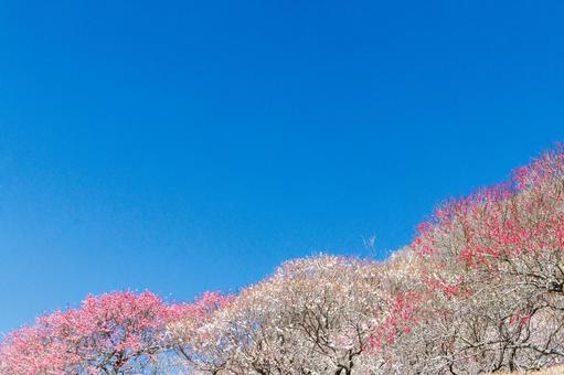 青空に映える満開の紅梅と白梅 梅,迎春,梅の花の写真素材